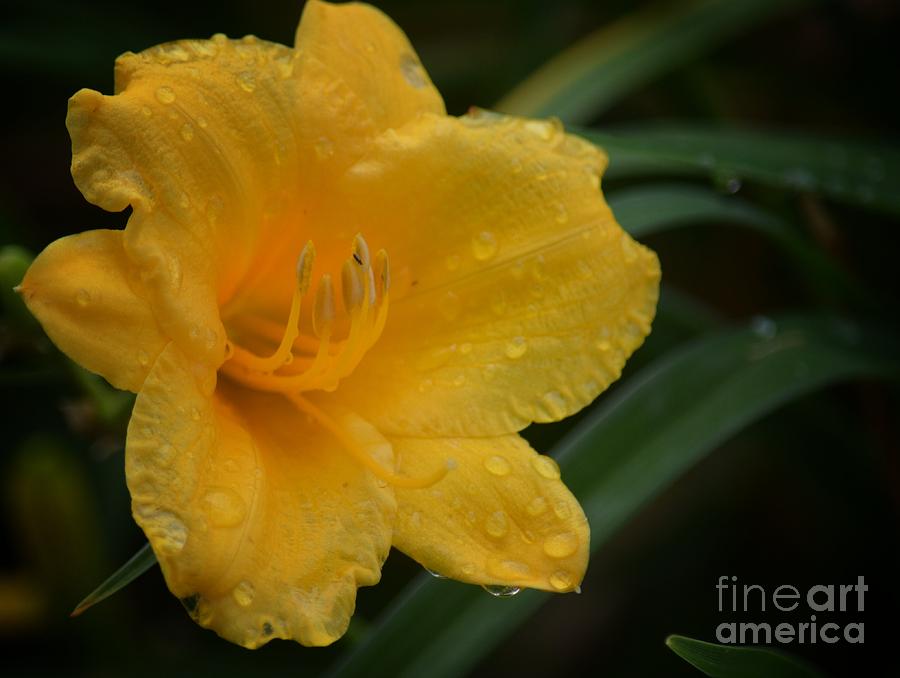 Goldlen Lily Rain Photograph by Maria Urso