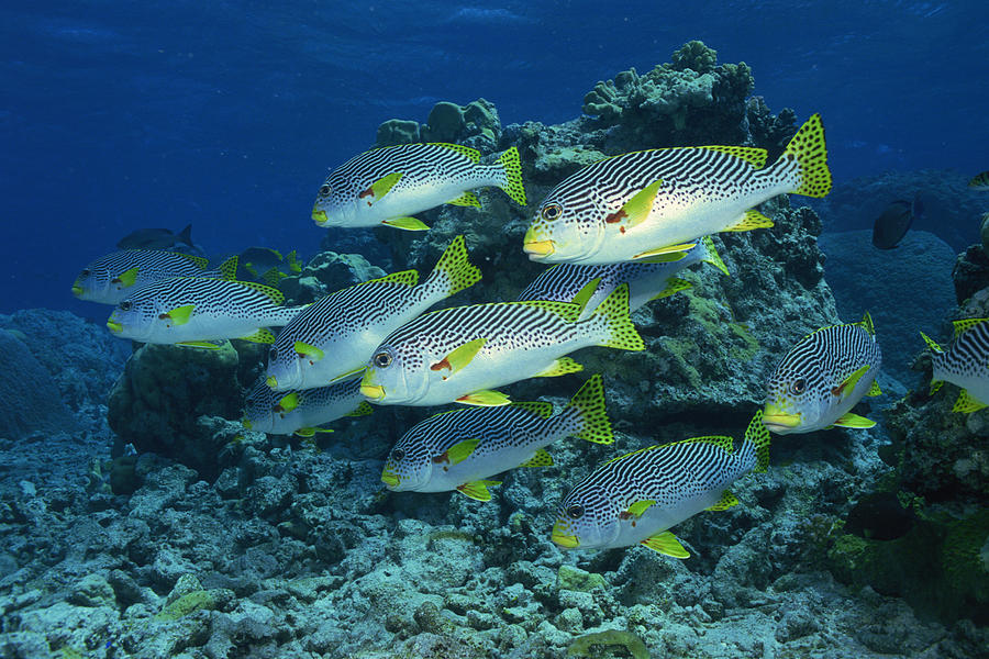 Goldmans Sweetlips fish Photograph by Comstock Images