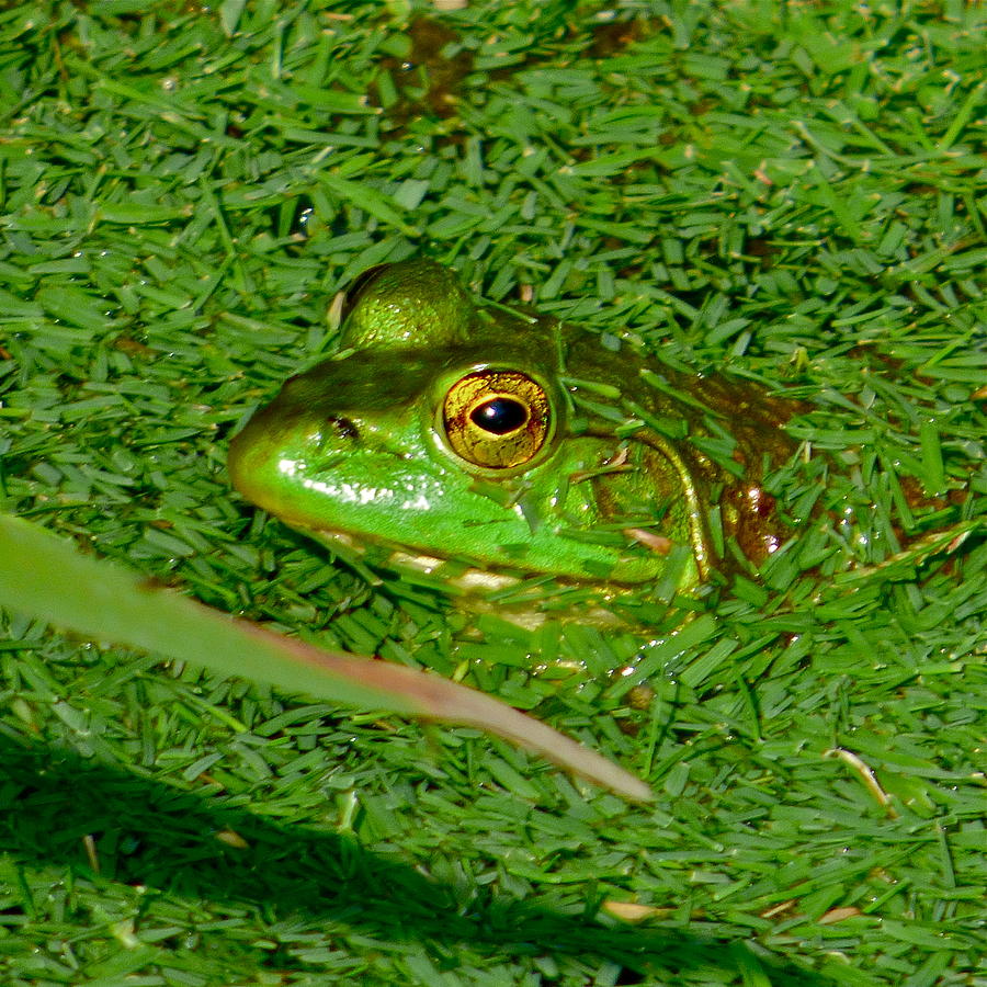 Golf Course Frog Photograph by Jean Wright