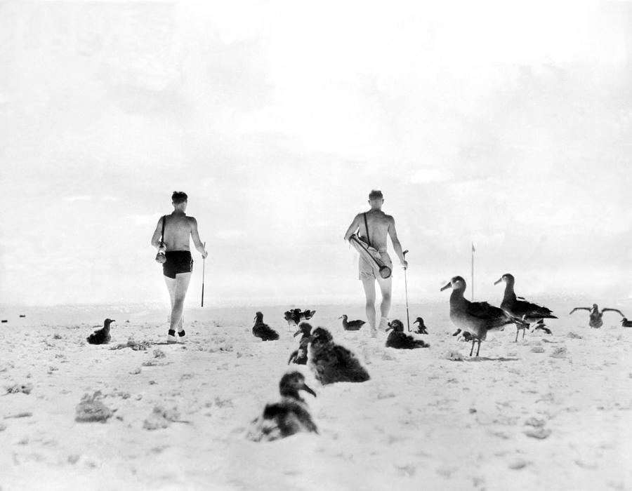 Albatross Photograph - Golf With Gooney Birds by Underwood Archives