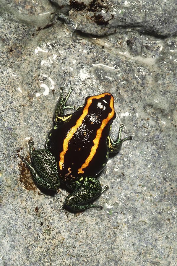 Golfodulcean Poison Dart Frog Photograph by John Mitchell