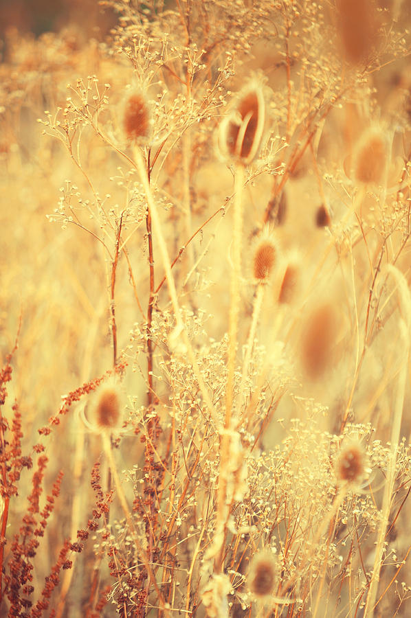 Golgen Shades of Wild Grass 1 Photograph by Jenny Rainbow