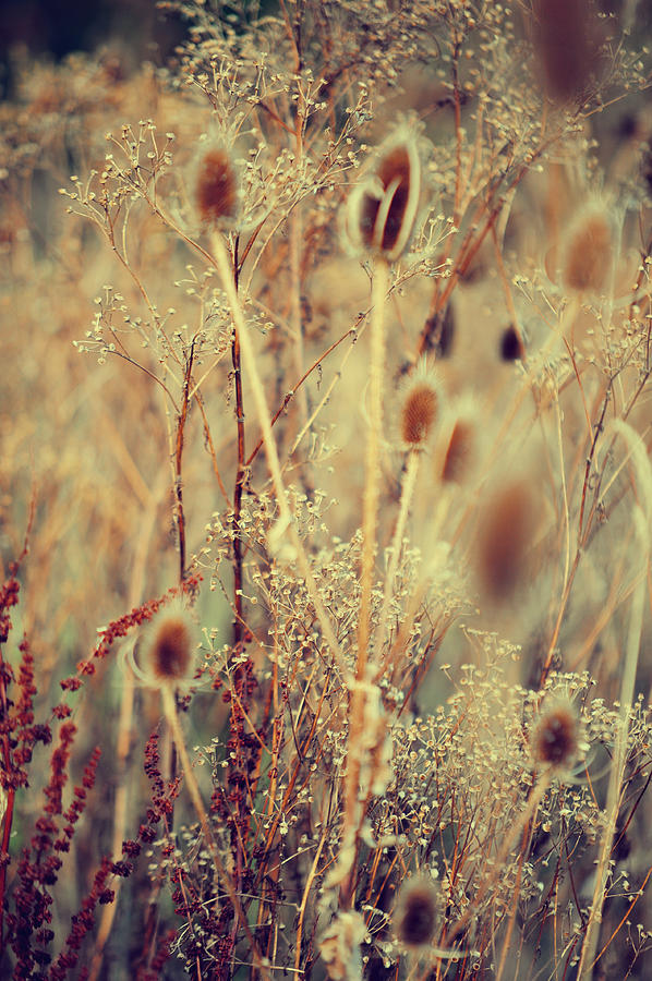 Golgen Shades of Wild Grass Photograph by Jenny Rainbow