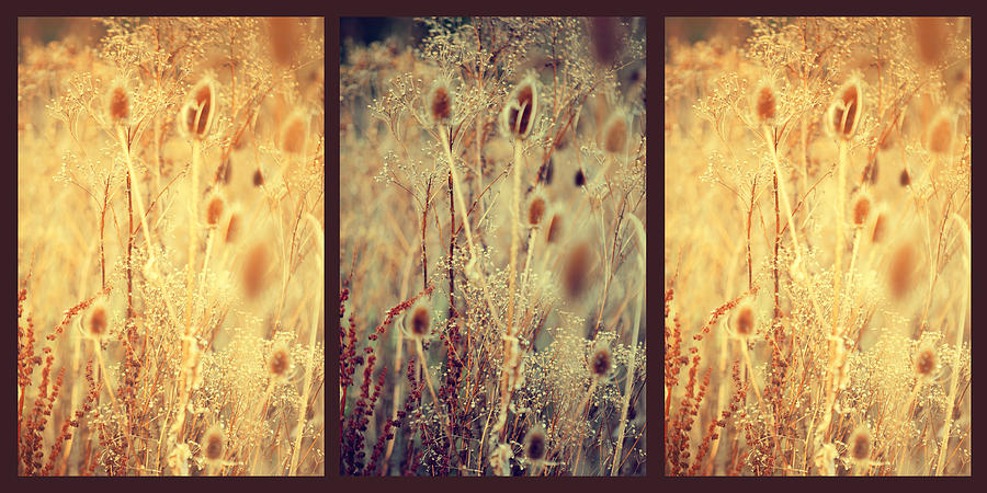 Golden Shades of Wild Grass. Triptych Photograph by Jenny Rainbow
