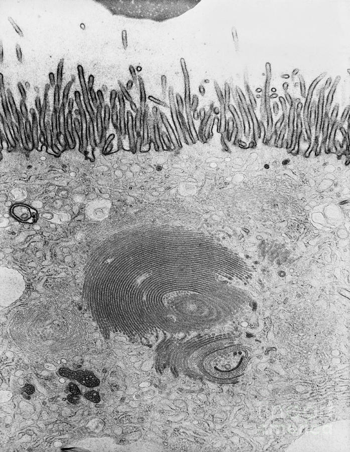 Golgi Apparatus Tem Photograph by David M. Phillips