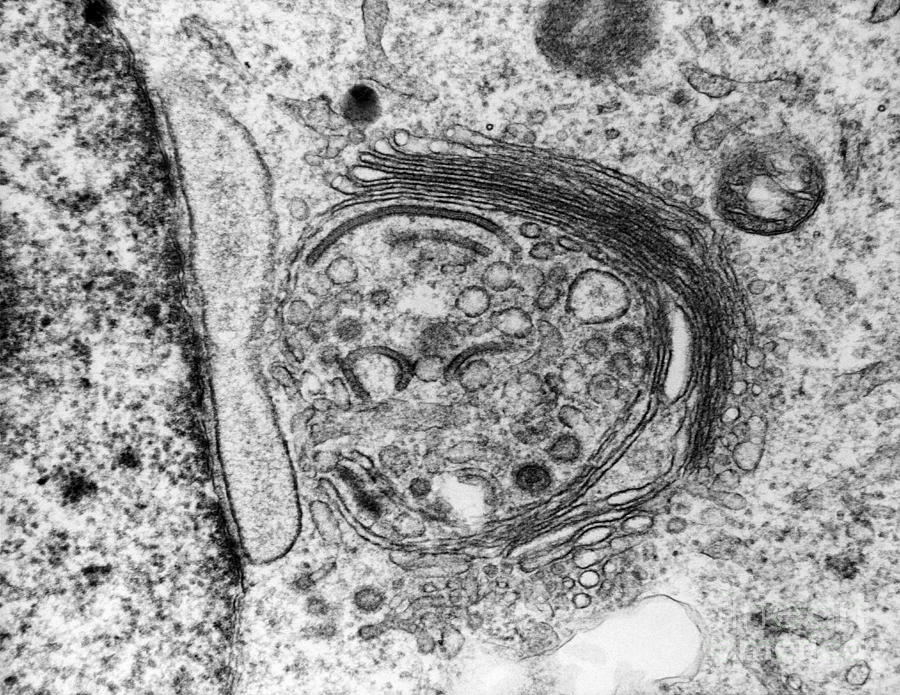 Micrograph Photograph - Golgi Zone by David M. Phillips