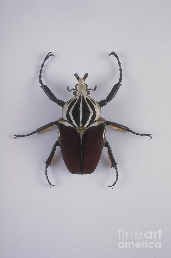 Goliath Beetle Photograph by Barbara Strnadova