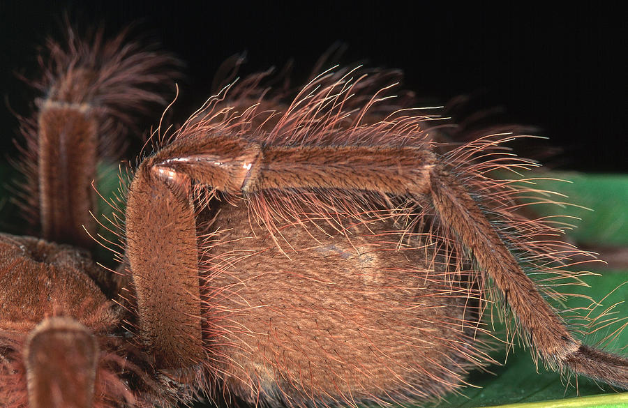 Goliath Bird-eating Spider Abdomen Photograph by Simon D. Pollard