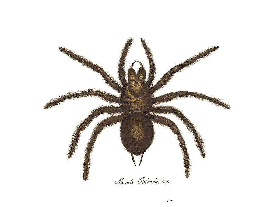 Goliath Bird-eating Spider Photograph by Biodiversity Heritage Library