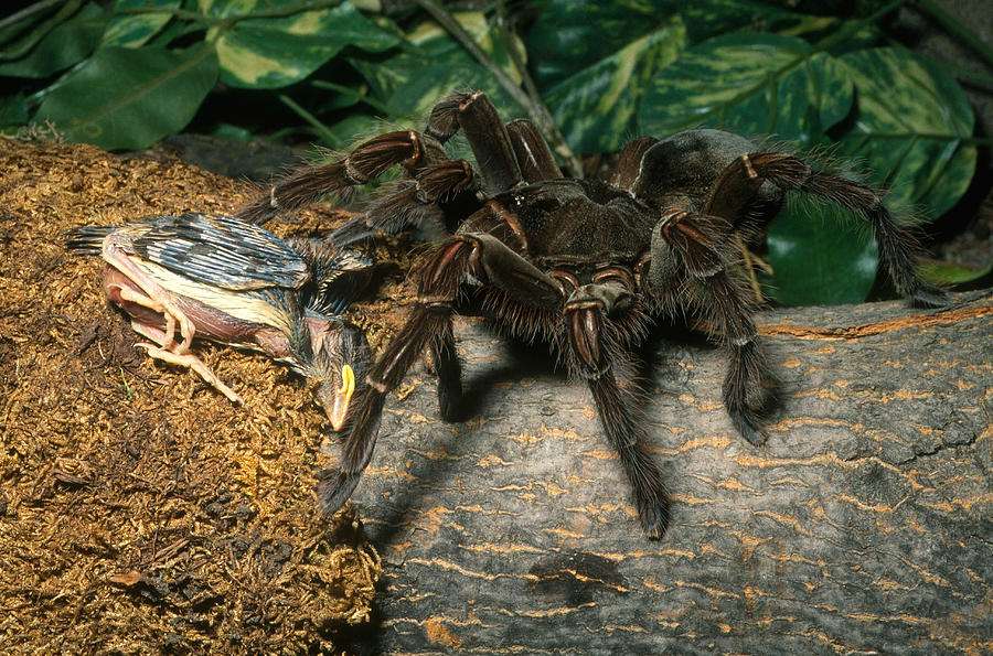 Goliath Bird-eating Spider Photograph by John Mitchell