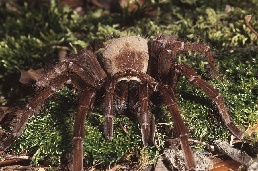 Goliath Bird Eating Spider Photograph By Steve Cooper Free Download Nude Photo Gallery