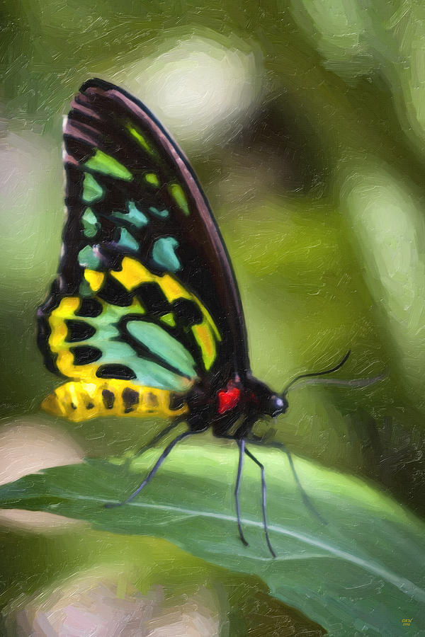 Goliath Birdwing Butterfly Digital Art by David Millenheft
