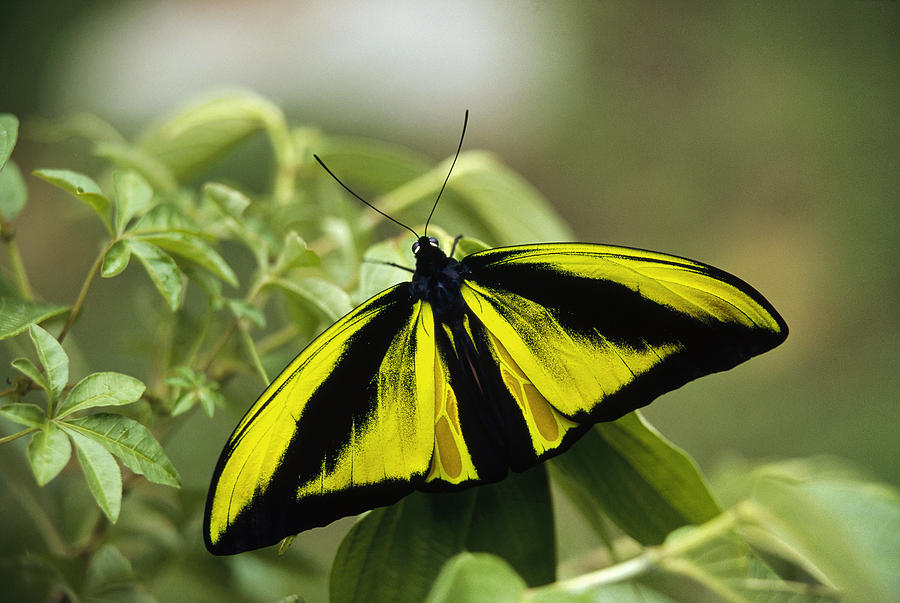 Goliath Birdwing Butterfly Irian Jaya Photograph by Konrad Wothe