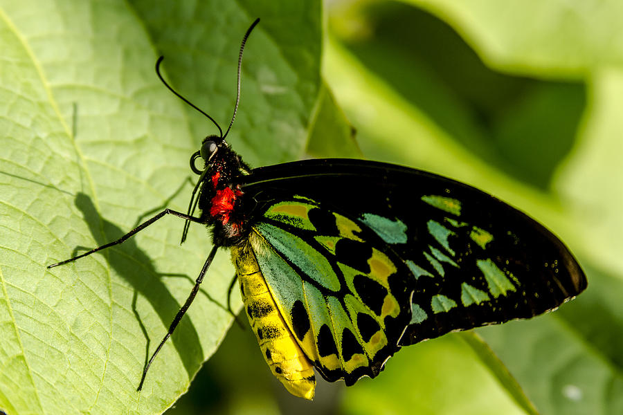 Goliath Birdwing Butterfly Photograph by Teri Virbickis
