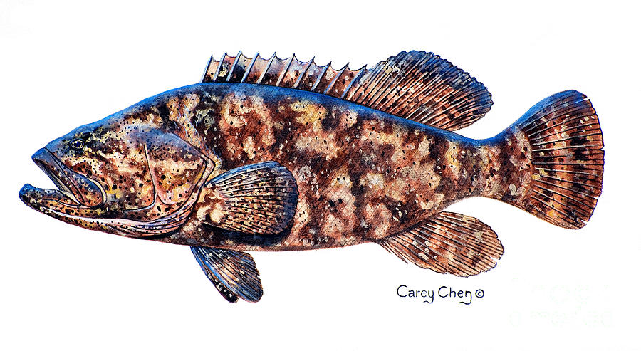 Fish Painting - Goliath Grouper by Carey Chen