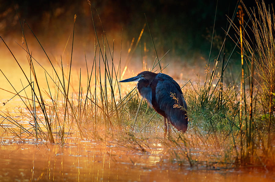 Heron Photograph - Goliath heron with sunrise over misty river by Johan Swanepoel