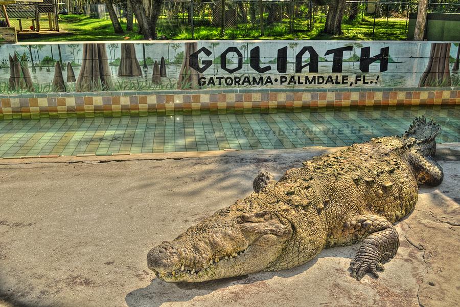 Reptile Photograph - Goliath the giant Crocodile by Timothy Lowry