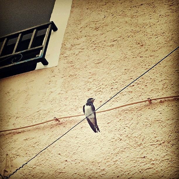 Bird Photograph - #golondrina #love #art  #sweet #azul by Joaquin Garcia