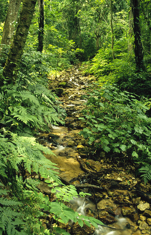 Gombe Stream Flowing Through Rainforest Photograph by Gerry Ellis