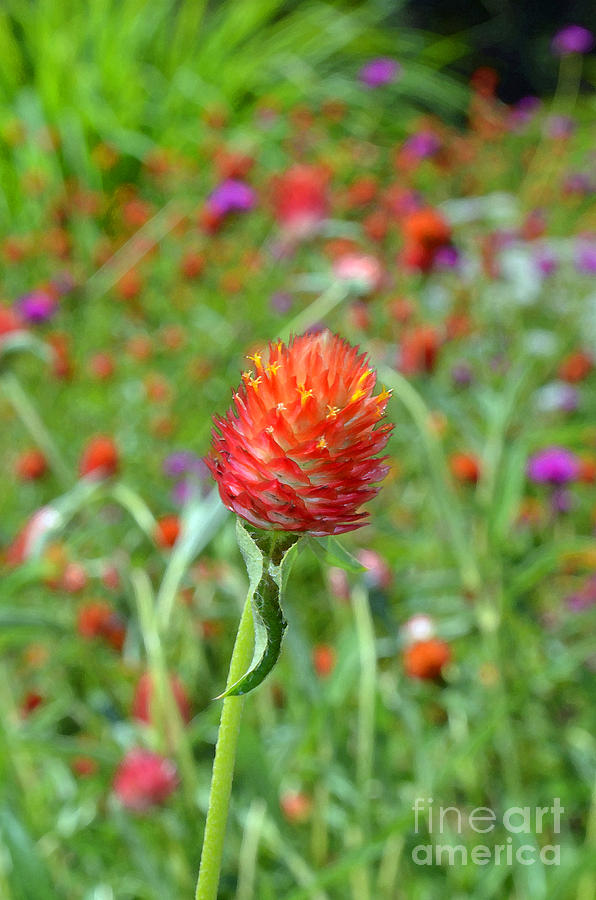 Gomphrena in Orange Digital Art by Eva Kaufman - Pixels