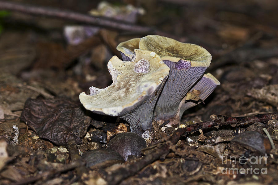 Gomphus clavatus - I Waited A Year For You - Purple Mystery Mushroom Photograph by Carol Senske