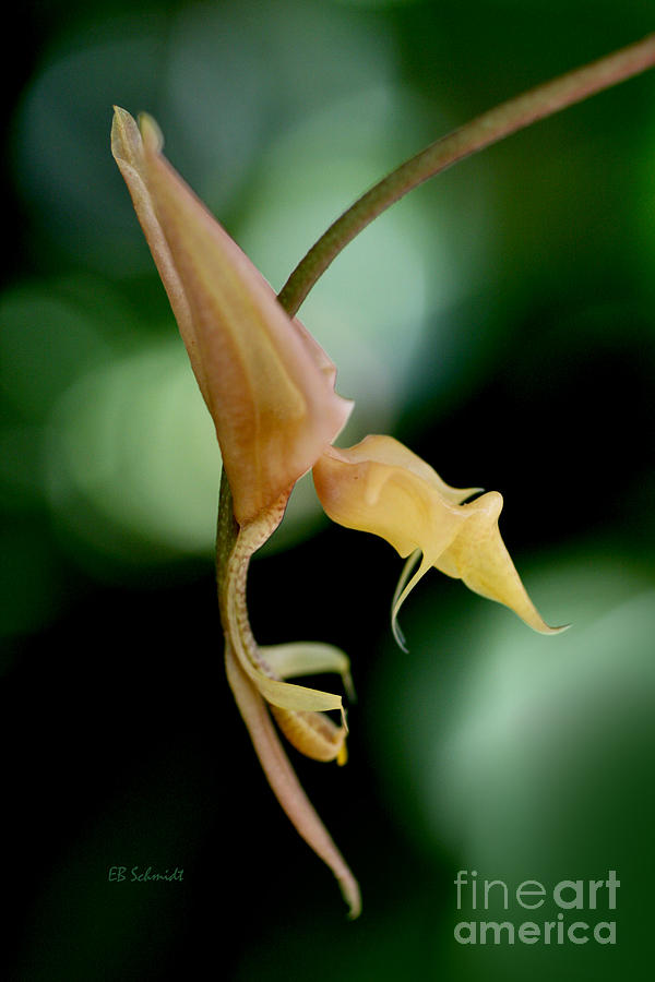 Gongora Orchid Photograph by E B Schmidt