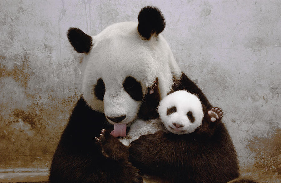 Gongzhu And Her Cub Wolong  China Photograph by Katherine Feng
