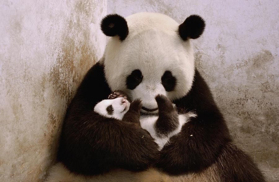 Gongzhu Holding Her Cub Wolong China Photograph by Katherine Feng Gongzhu Holding Her Cub Wolong China Photograph by Katherine Feng