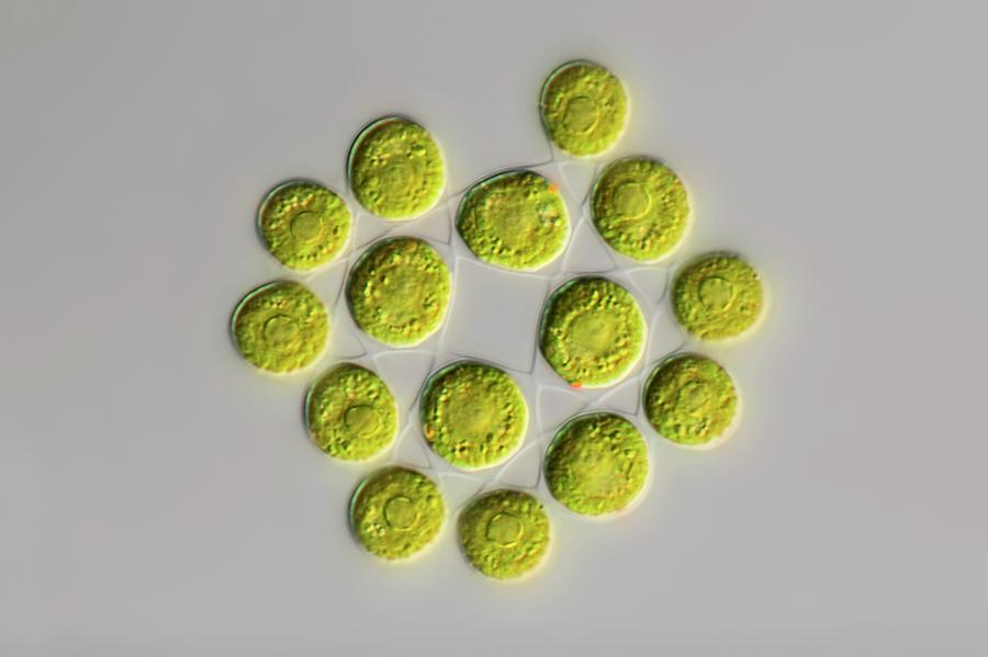 Nature Photograph - Gonium Green Algae by Frank Fox