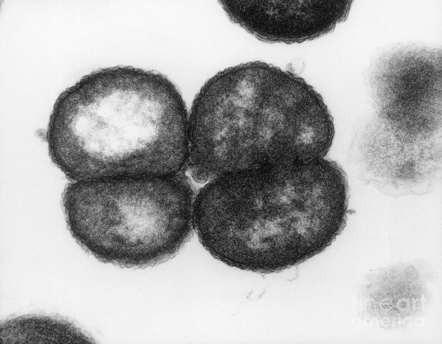 Gonococcus, Tem Photograph by David M. Phillips