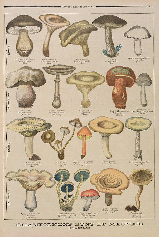 Good And Bad Mushrooms Drawing by French School