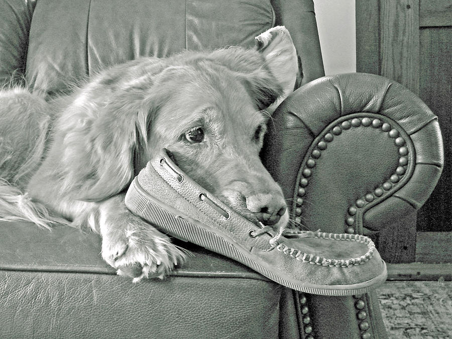 Good Day To Be On The Couch With My Slippers Photograph by Mary Halpin
