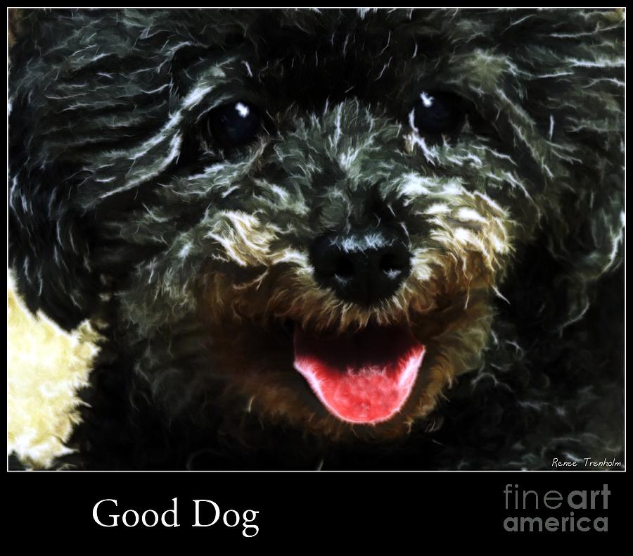 Dog Photograph - Good Dog . Affiche by Renee Trenholm
