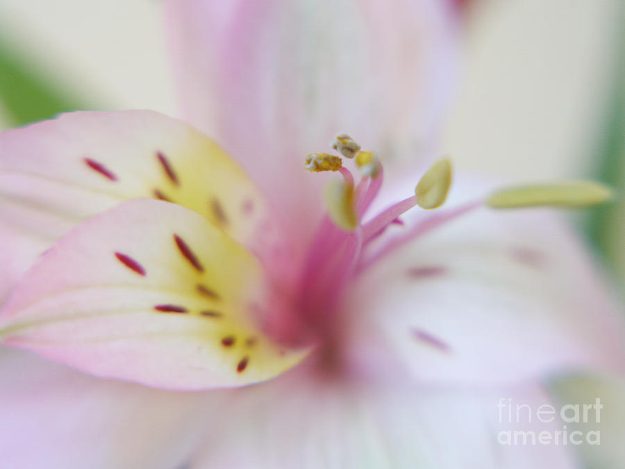 Alstroemeria Flower Photograph - Good Fortune in Pastel by Irina Wardas