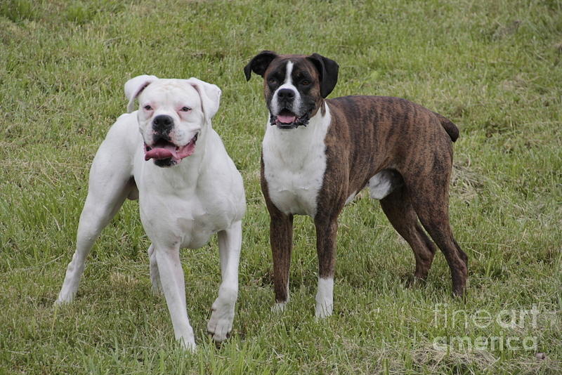 Boxer Dogs Friends Photograph by Valerie Collins