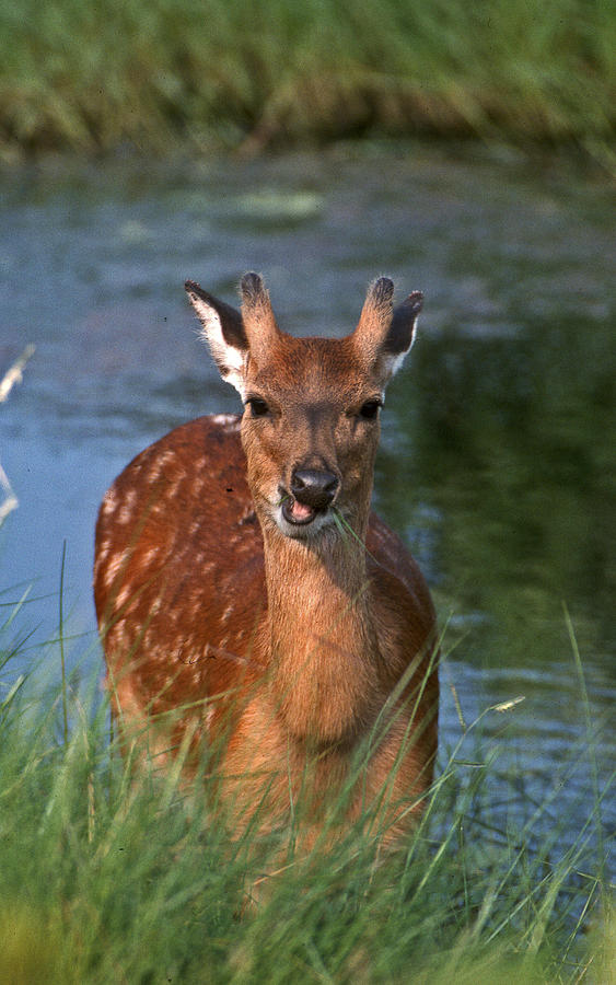 Deer Photograph - Good Grass by Skip Willits