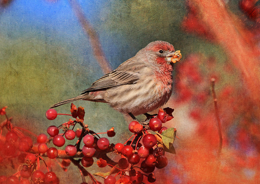 Finch Photograph - Good Grief   These Berries Sure Are Messy  by Donna Kennedy