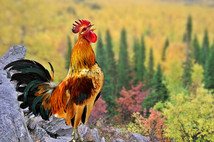 Chicken Photograph - Good Morning America by Alexandra Till