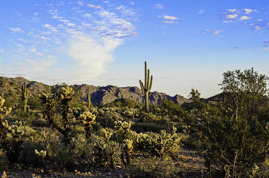 Good Morning Arizona Photograph by George Davidson