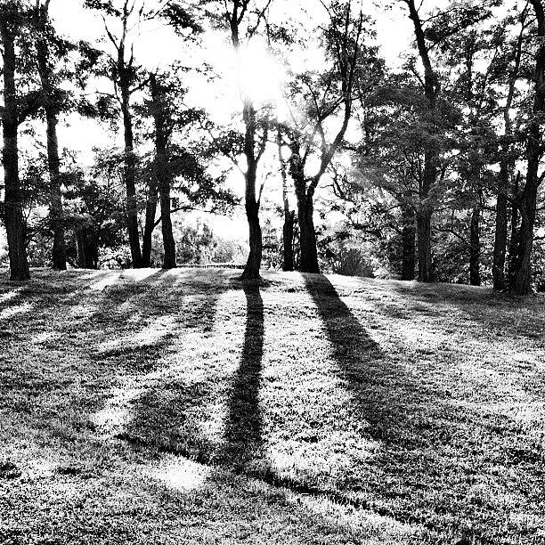 Tree Photograph - Good Morning by Artondra Hall