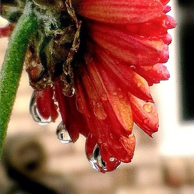 Fleur Photograph - Good Morning!! #at_diff #amazeme_macro by Cici Corley-Washington