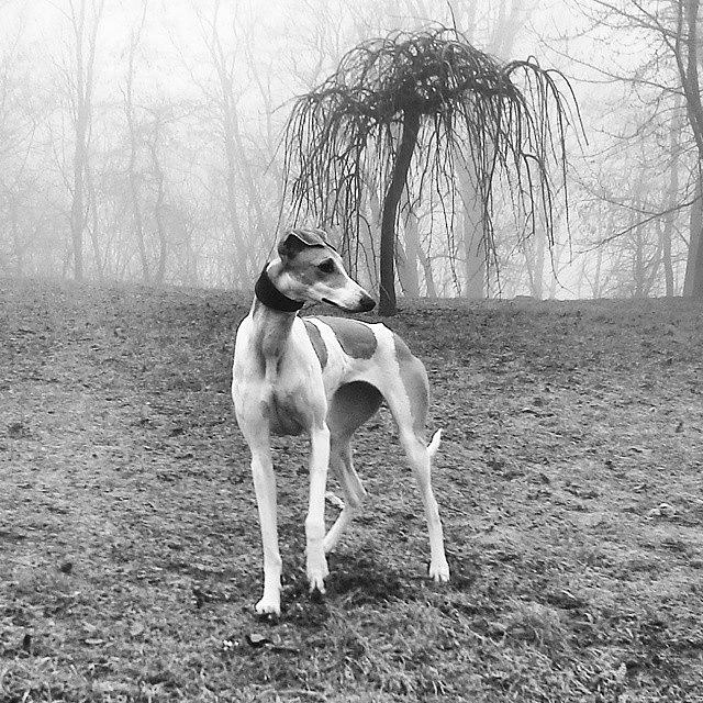 Nature Photograph - Good #morning  #blackandwhite #fog by Koritar Henriett