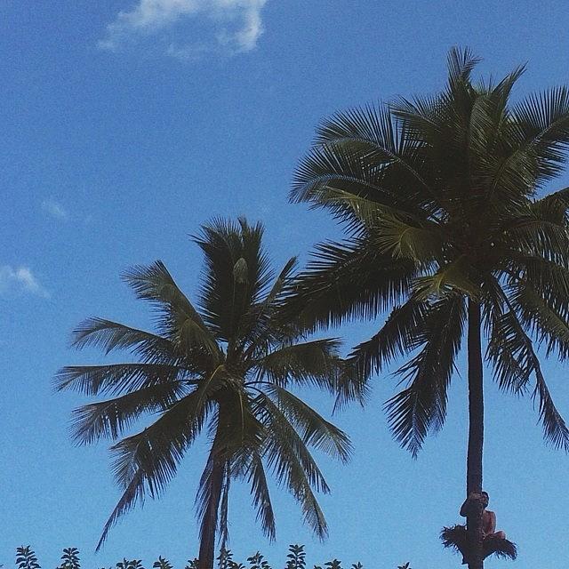 Good Morning Coconut Tree Man🌴🙆✨ Photograph by Paige Hogan