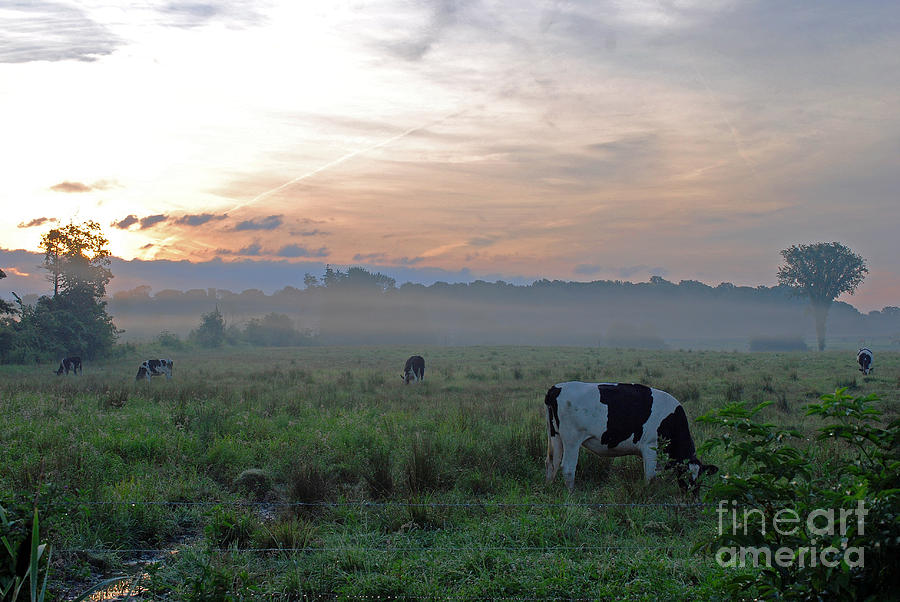 Good Morning Cows Photograph by Lila Fisher-Wenzel
