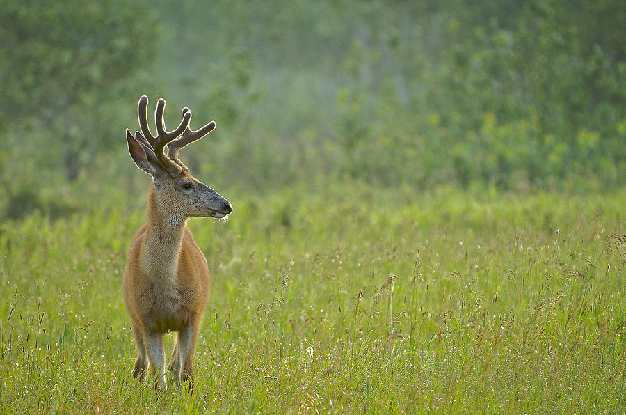 Good Morning Deer Photograph by Bill Cubitt