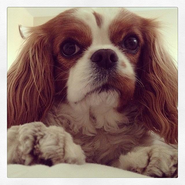 Royalty Photograph - Good Morning Friends #cavalier #royalty by Sonia Roselli