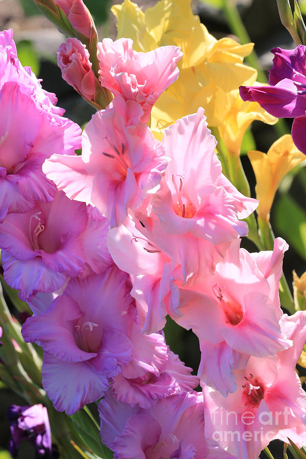 Summer Photograph - Good Morning Gladiolus by Carol Groenen