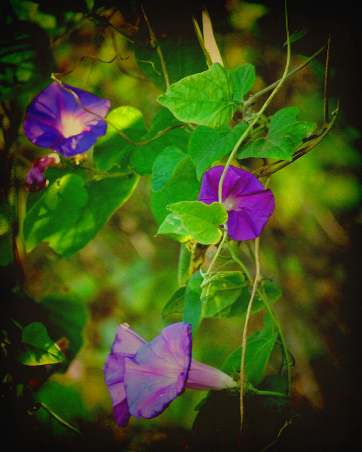 Good Morning Glory Photograph by Terry Eve Tanner