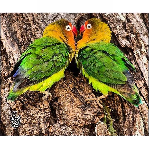 Nature Photograph - Good Morning Igers, A Couple Of Love by Ahmed Oujan