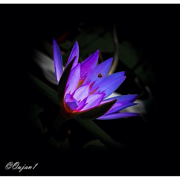 Nature Photograph - Good Morning Igers, A Water Lily Again by Ahmed Oujan